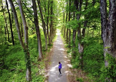 A hiker stands alone in an alley of trees, on a bicycle greenway