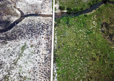 A vertical aerial photo of a cranberry bog restoration.