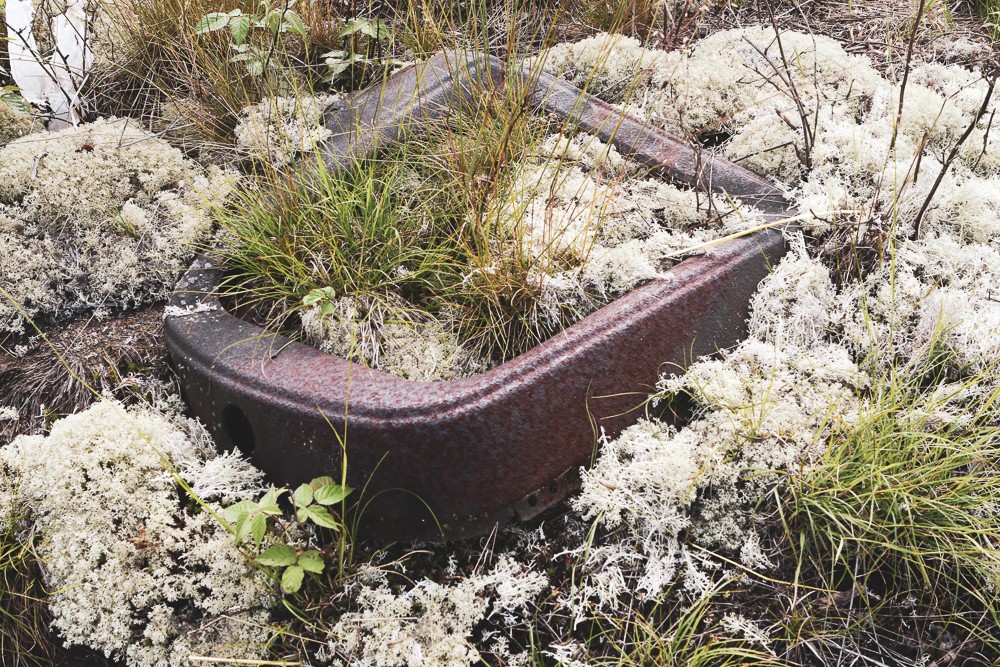 lichen, moss and a basin