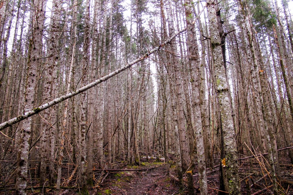 Dead hemlock trees in the Champlain Valley and Adirondack Mountain area of New York State
