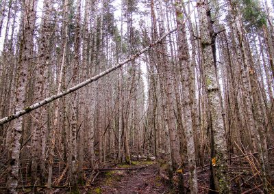Dead hemlock trees in the Champlain Valley and Adirondack Mountain area of New York State