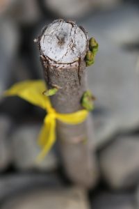 Buds appear in a close-up of a live stake