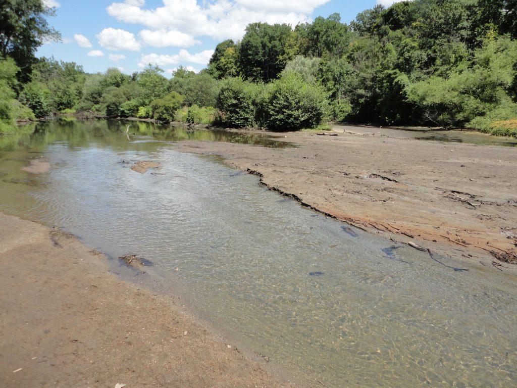 A silty, muddy lakebed in summer, where the sediment has been deposited in front of the dam. Westchester County, Woodlands Lake Dam